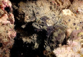Komodo 2016 - Estuarine stonefish - Poisson Pierre d estuaire - Synanceia horrida - IMG_7486_rc